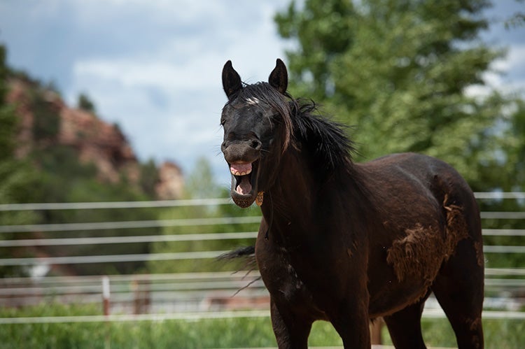 horse mouth ulcers